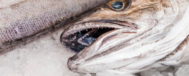 Переход с «1С:БСХП» на «1С:Бухгалтерию» КОРП в условиях смены налогового режима